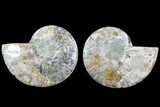 Bargain, Cut & Polished Ammonite Fossil - Mud Filled #73950-1